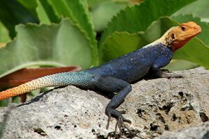 Peter's Stone Agama on a rock
