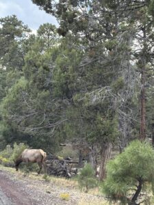 Female elk at the side of the road