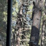 Tree with Abert Squirrel